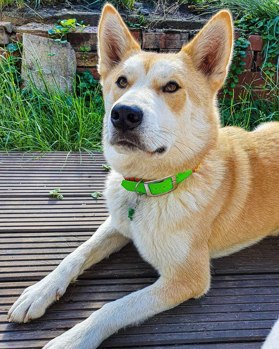 hermoso perro cruce de Shiba Inu y Husky acostado al aire libre