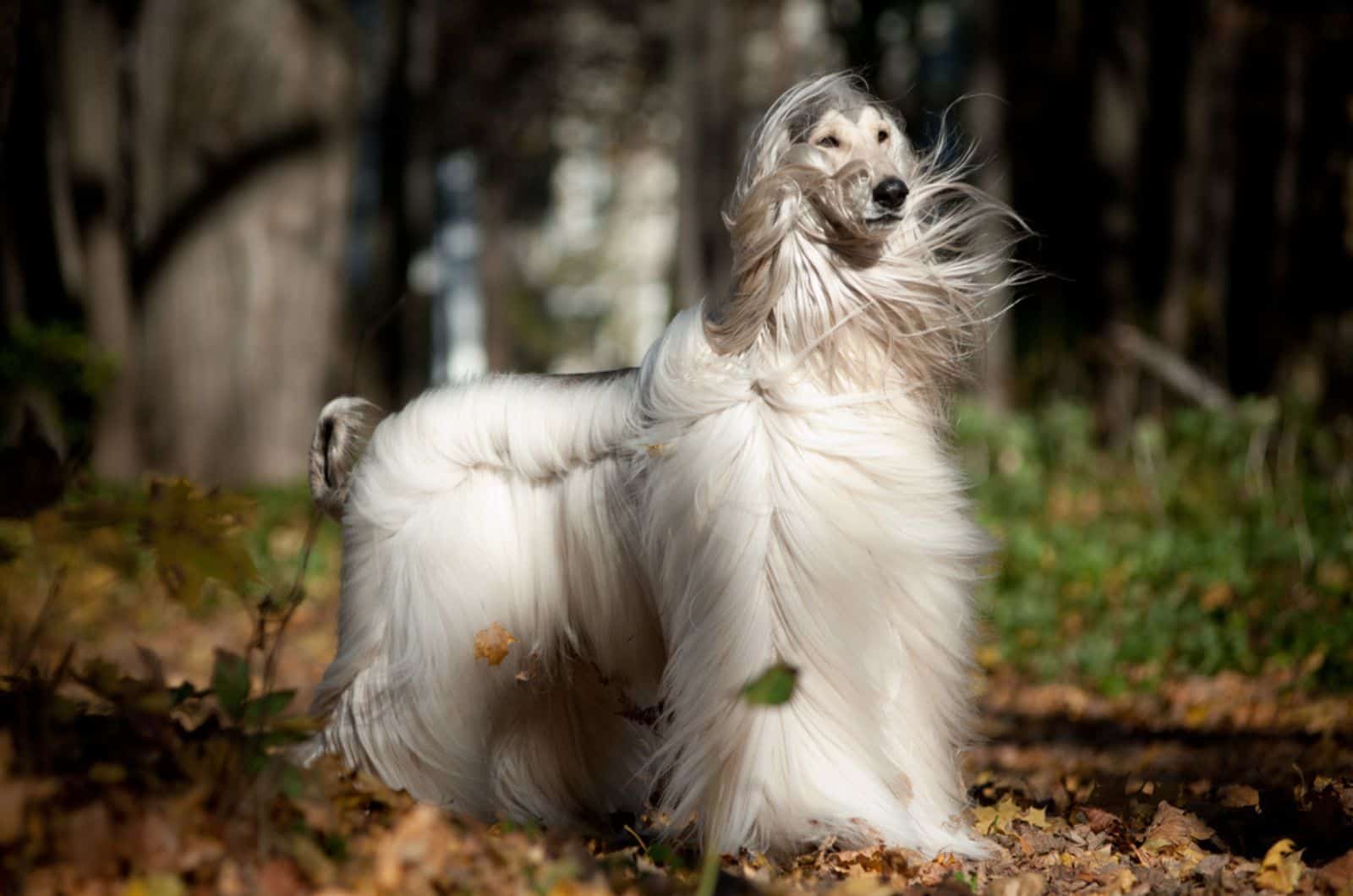 hermoso afghan hound en la naturaleza
