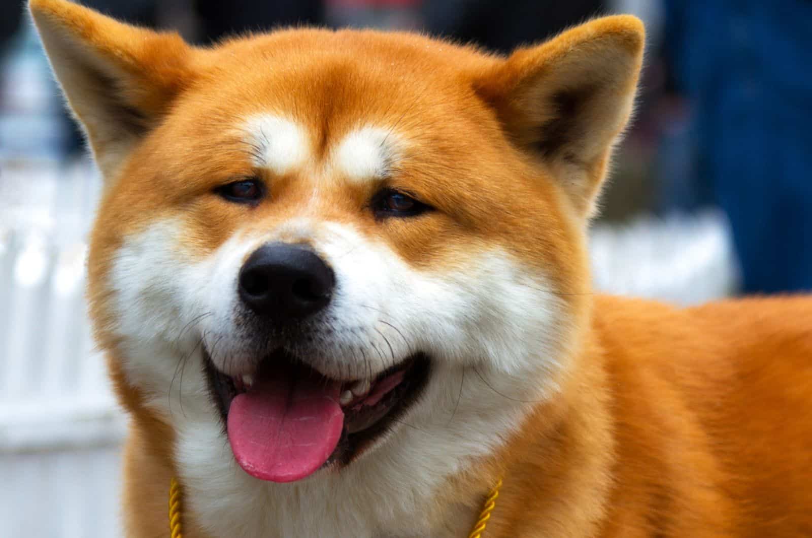hermoso perro akita inu mirando a la cámara