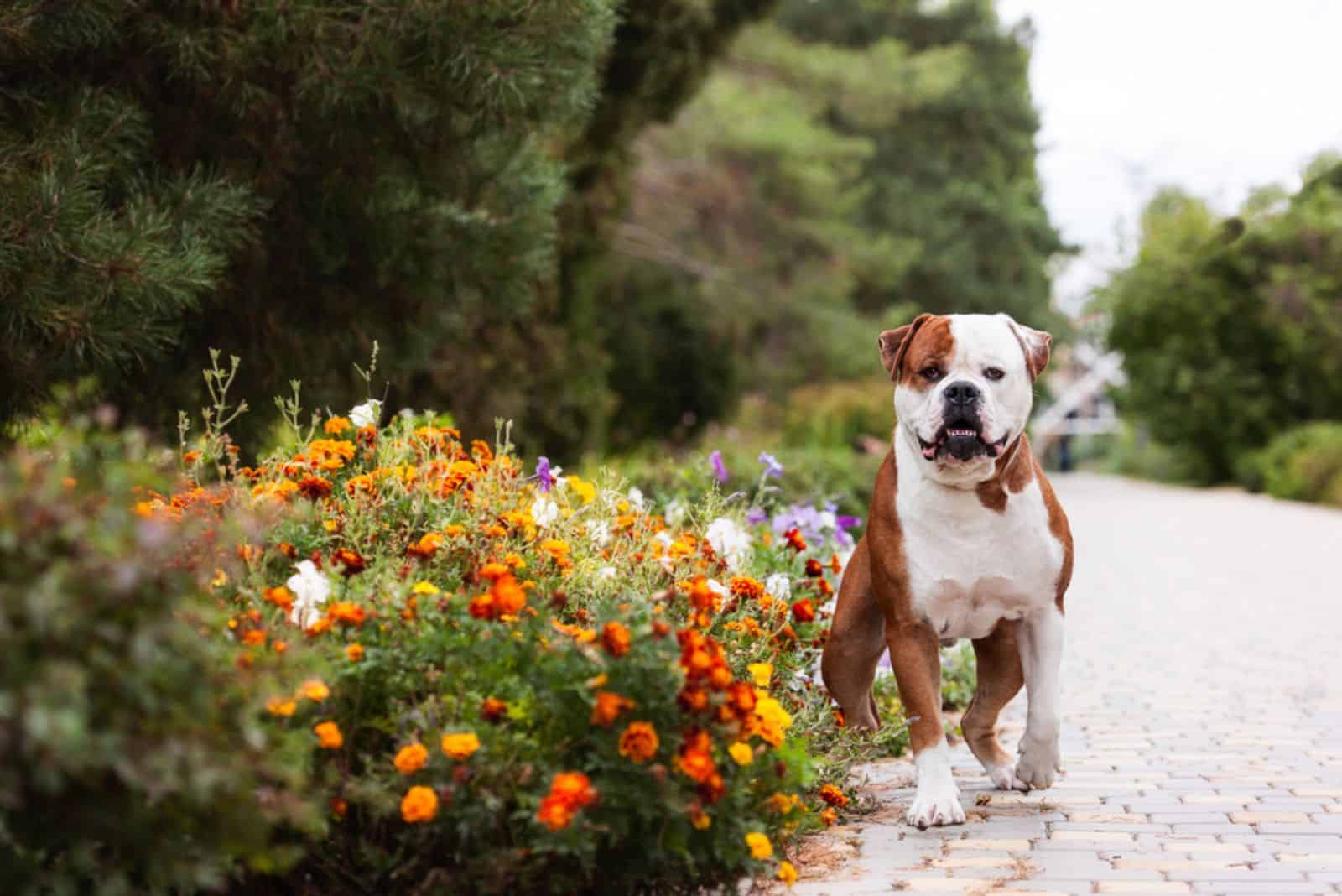 hermoso bulldog americano mirando la cámara