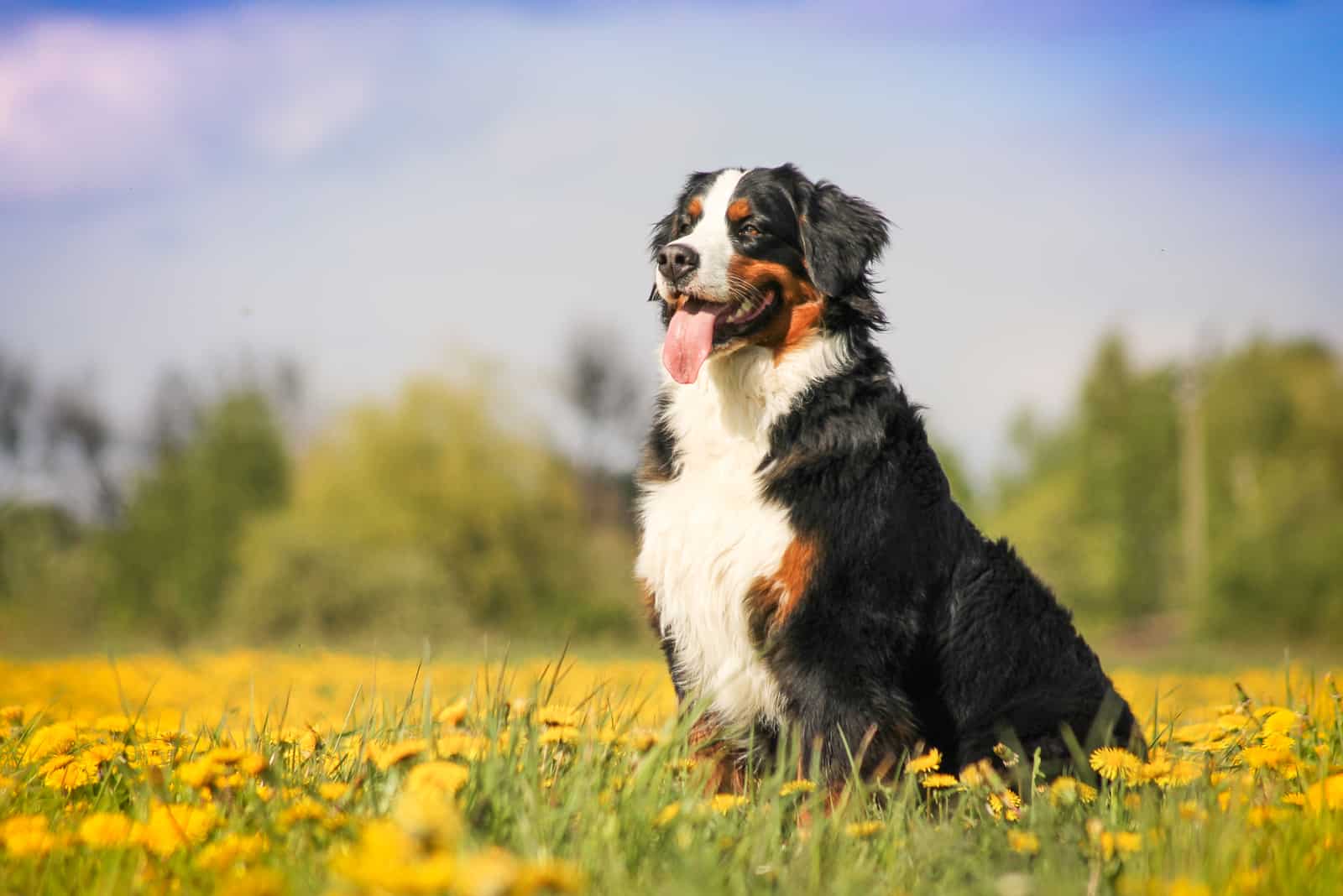 Hermoso perro de montaña de Berna en la naturaleza