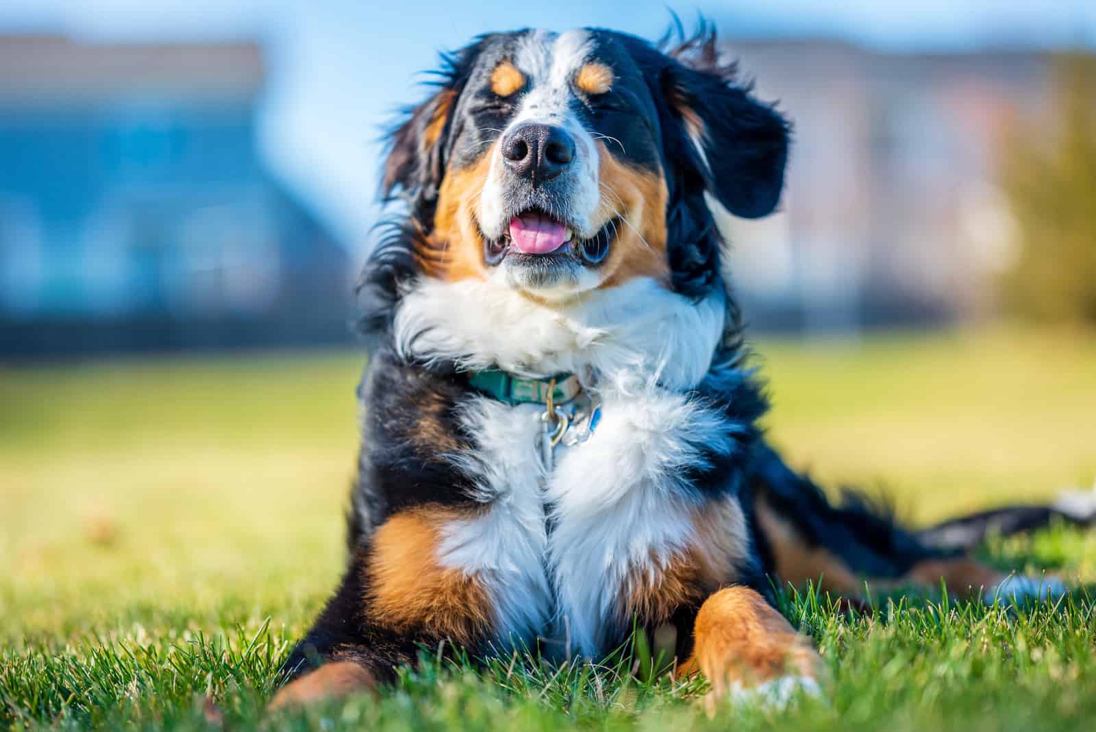 Hermoso perro de montaña de Berna descansando