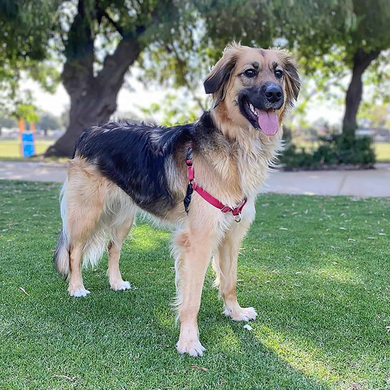 hermoso border collie golden retriever en el parque