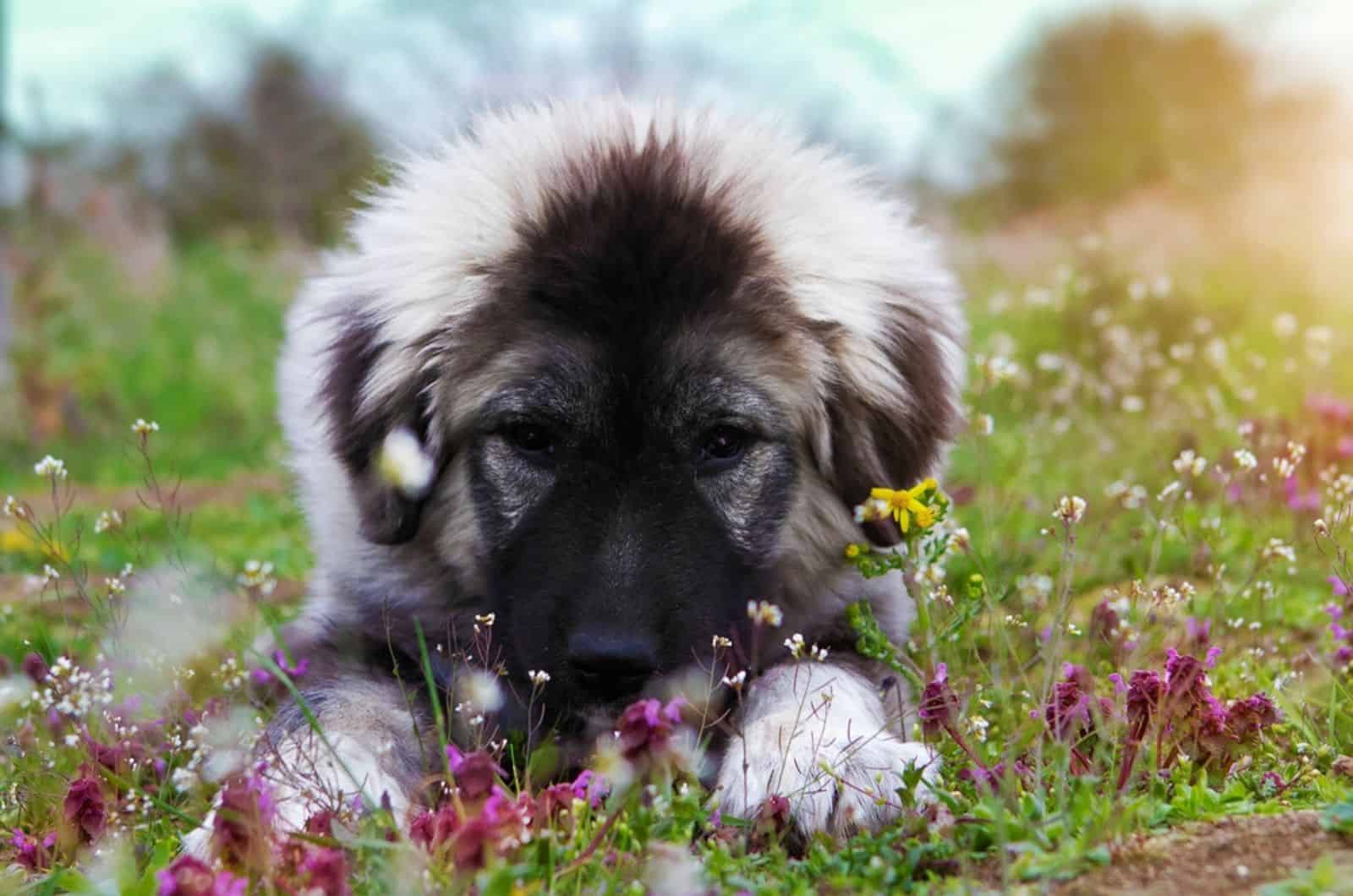 hermoso cachorro de perro pastor caucásico en un prado
