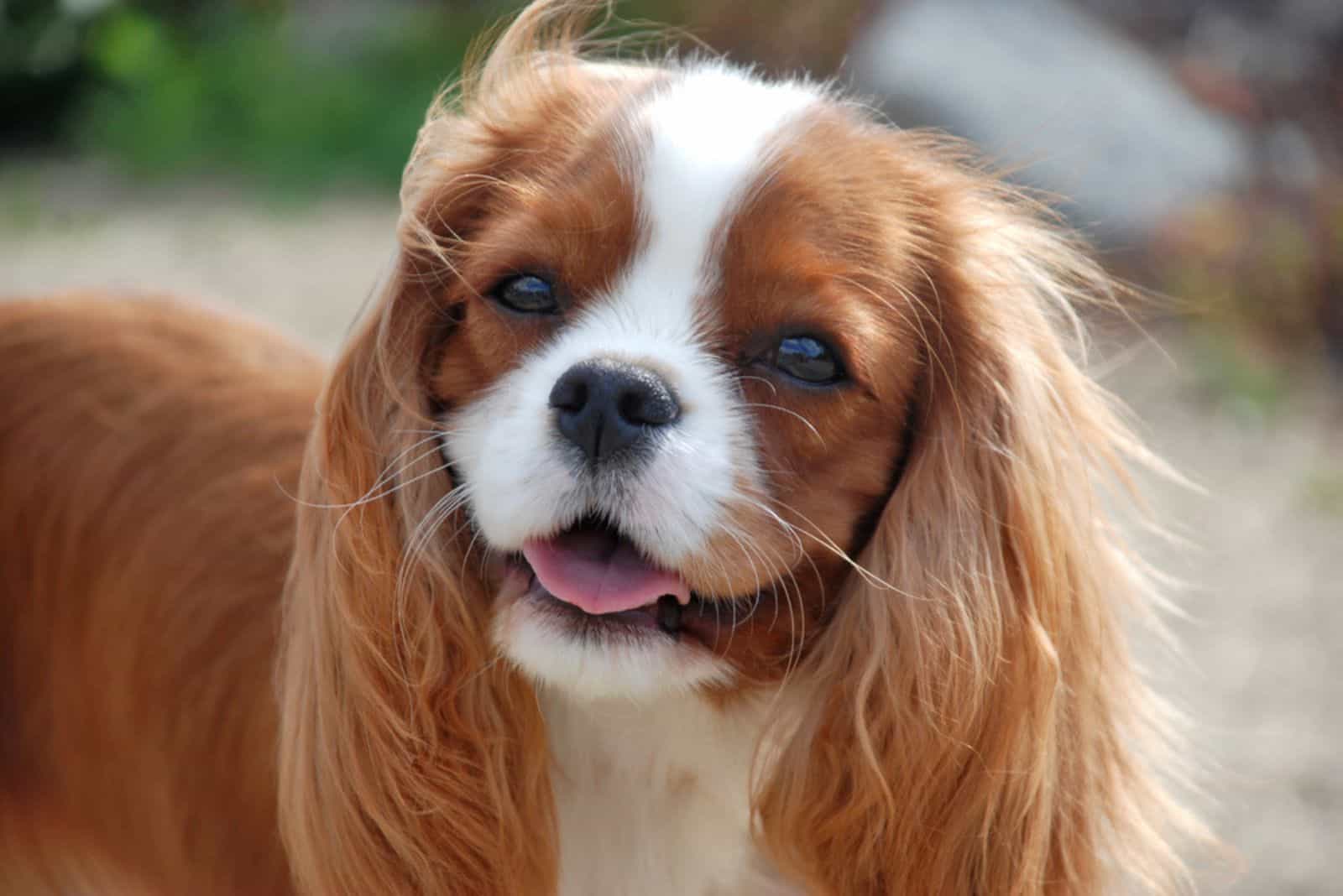 hermoso perro cavalier king charles spaniel