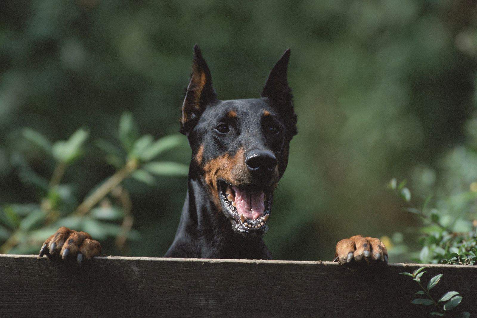 hermoso doberman asomándose en la cerca