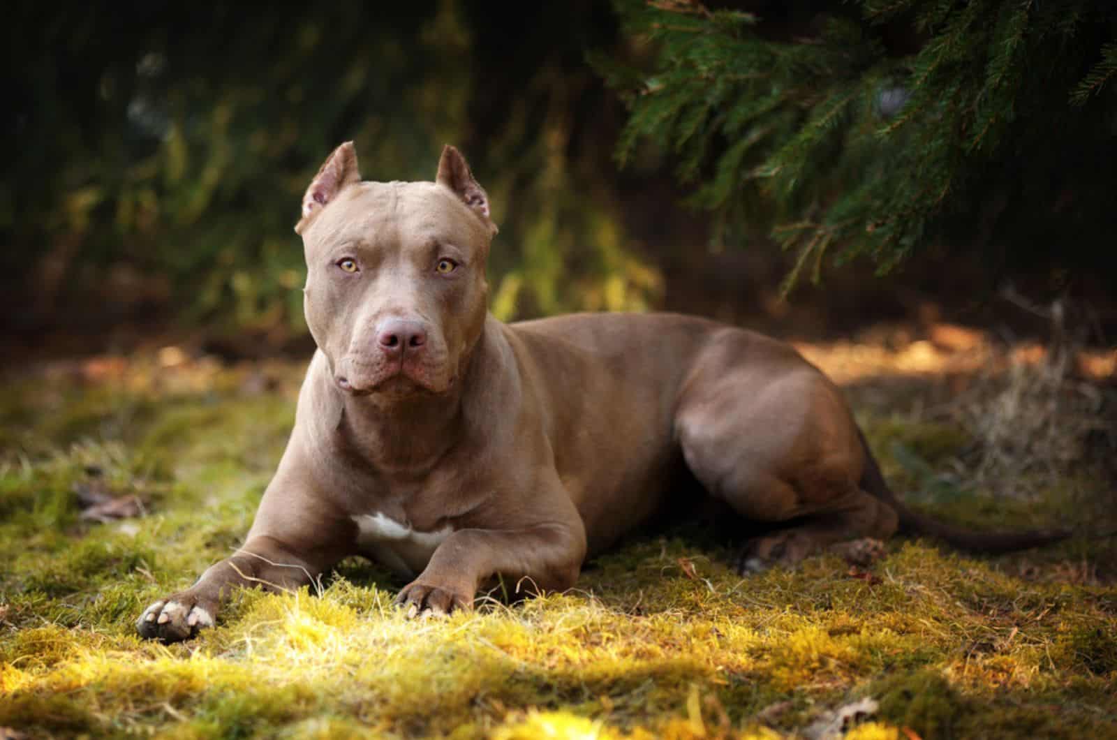 hermoso perro american pit bull terrier en la naturaleza