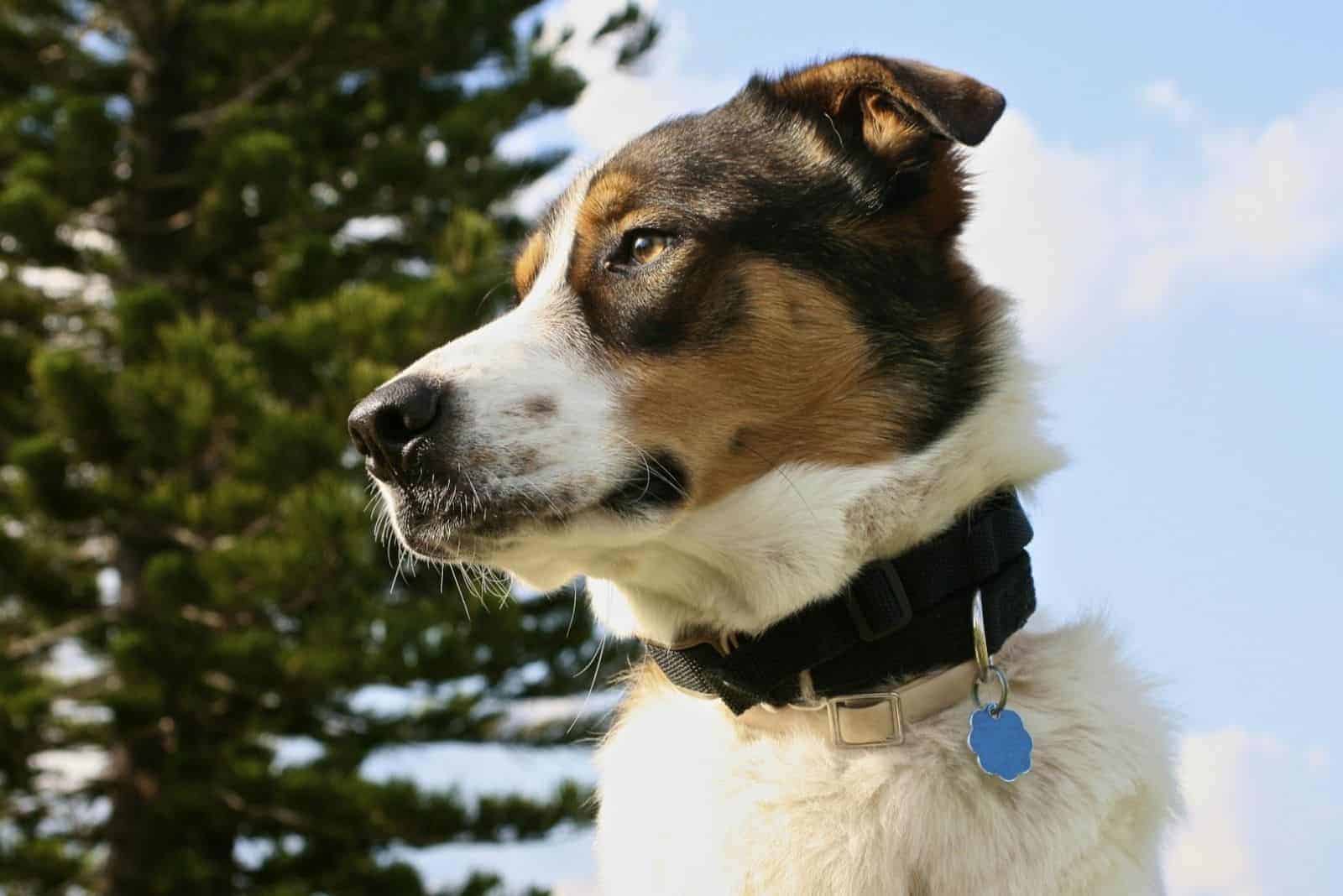 hermoso perro de pie al aire libre