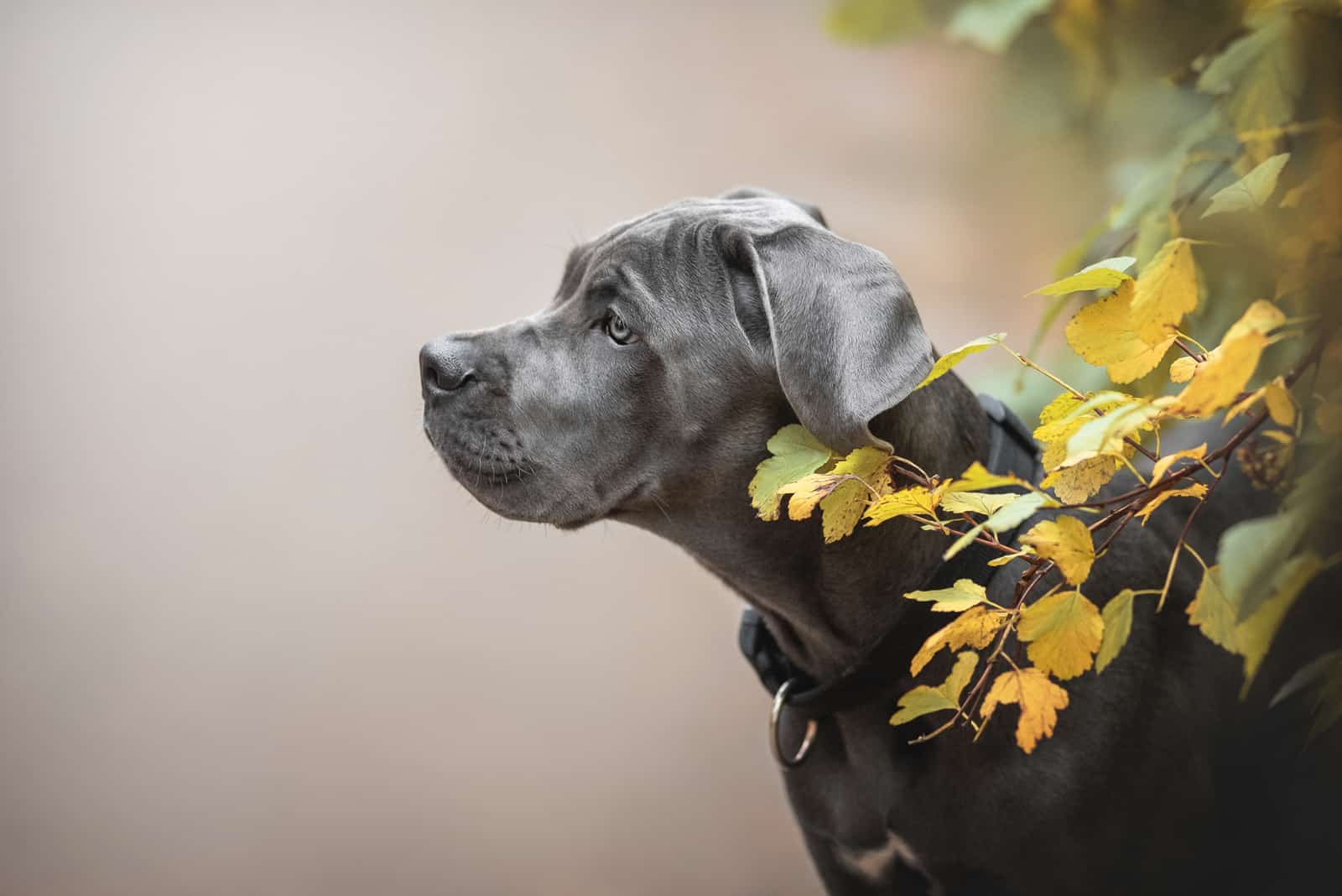 hermoso perro de pie afuera mirando hacia otro lado