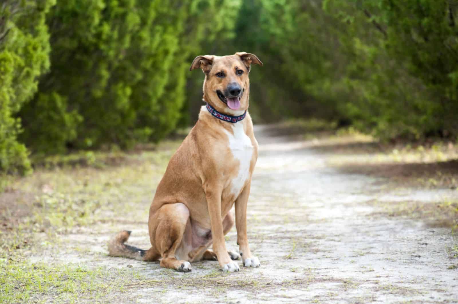 hermoso perro pastor alemán de anatolia sentado en el suelo