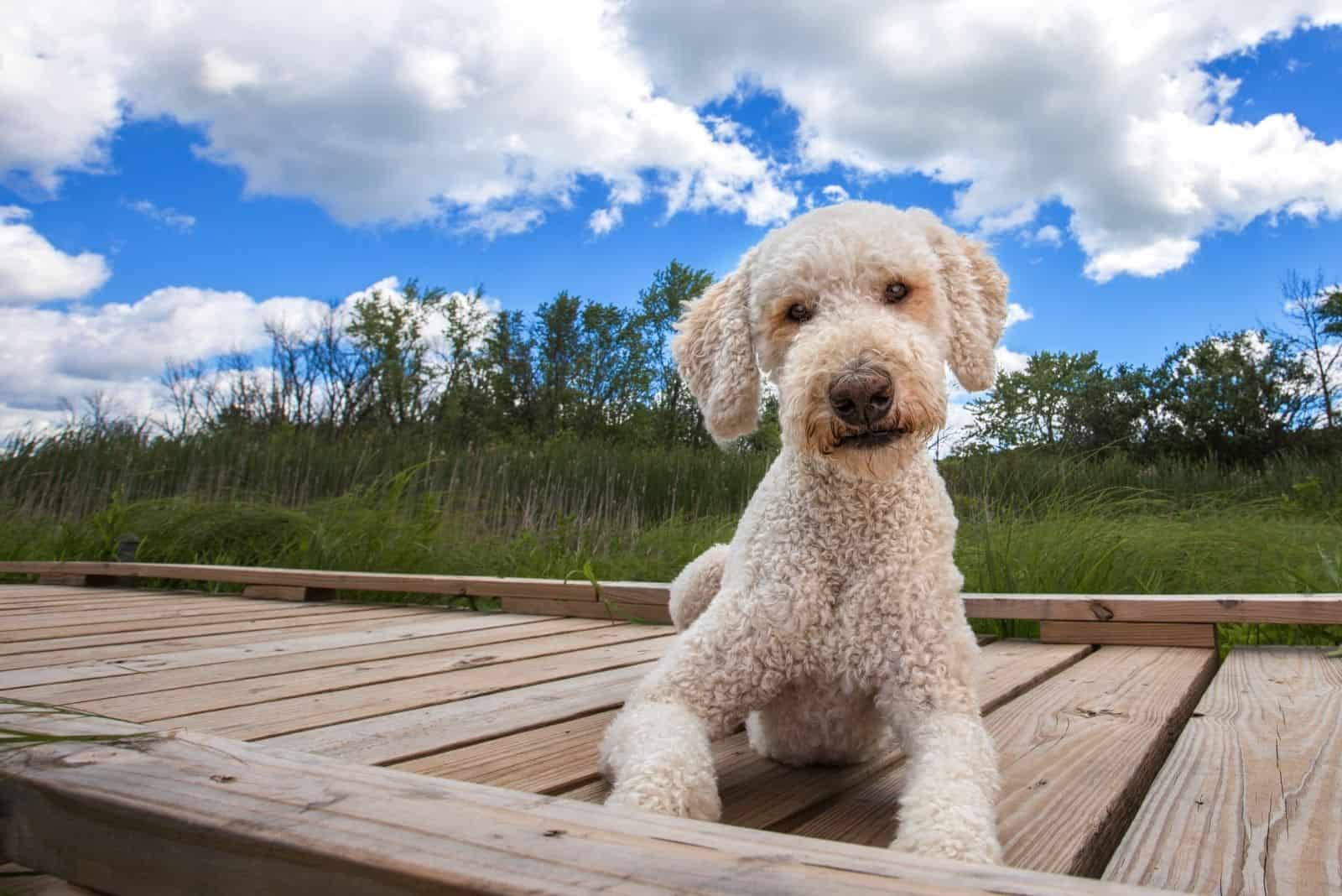 hermoso perro goldendoodle sentado en una plataforma de madera bajo el cielo azul