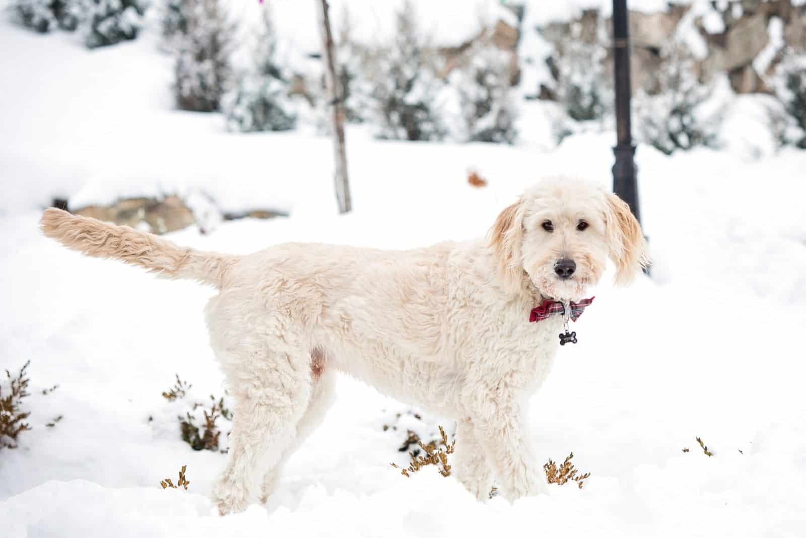 hermoso goldendoodle en invierno de pie en la nieve