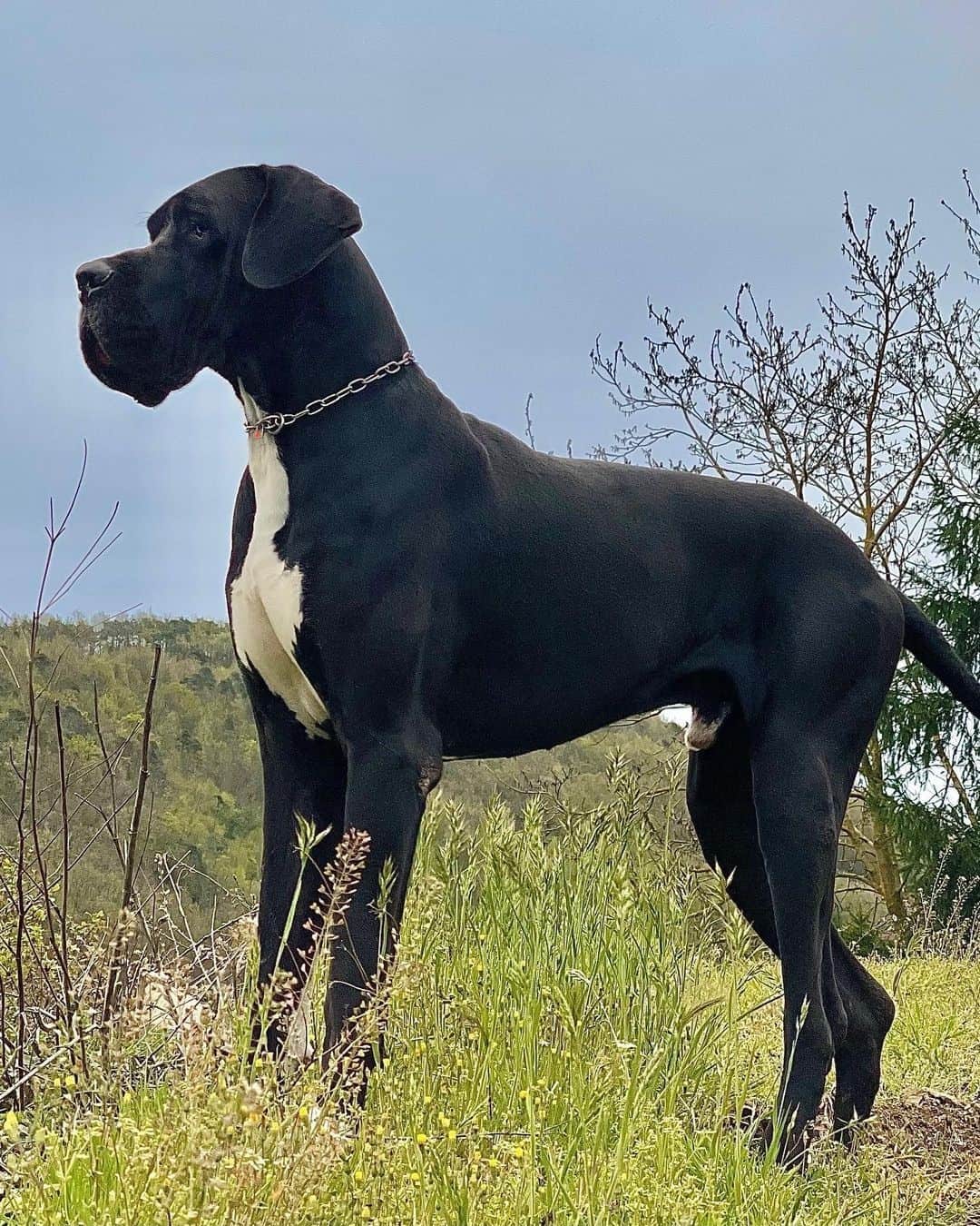 hermoso perro gran danés de pie sobre la hierba