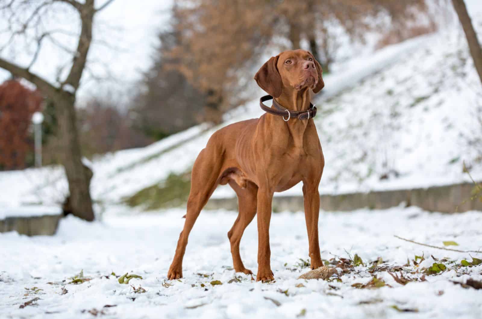 hermoso vizsla húngaro parado en la nieve