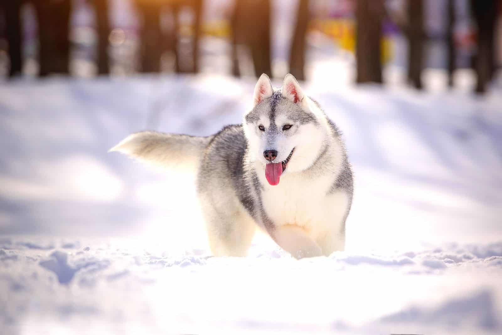 hermoso perro husky siberiano en la nieve al aire libre