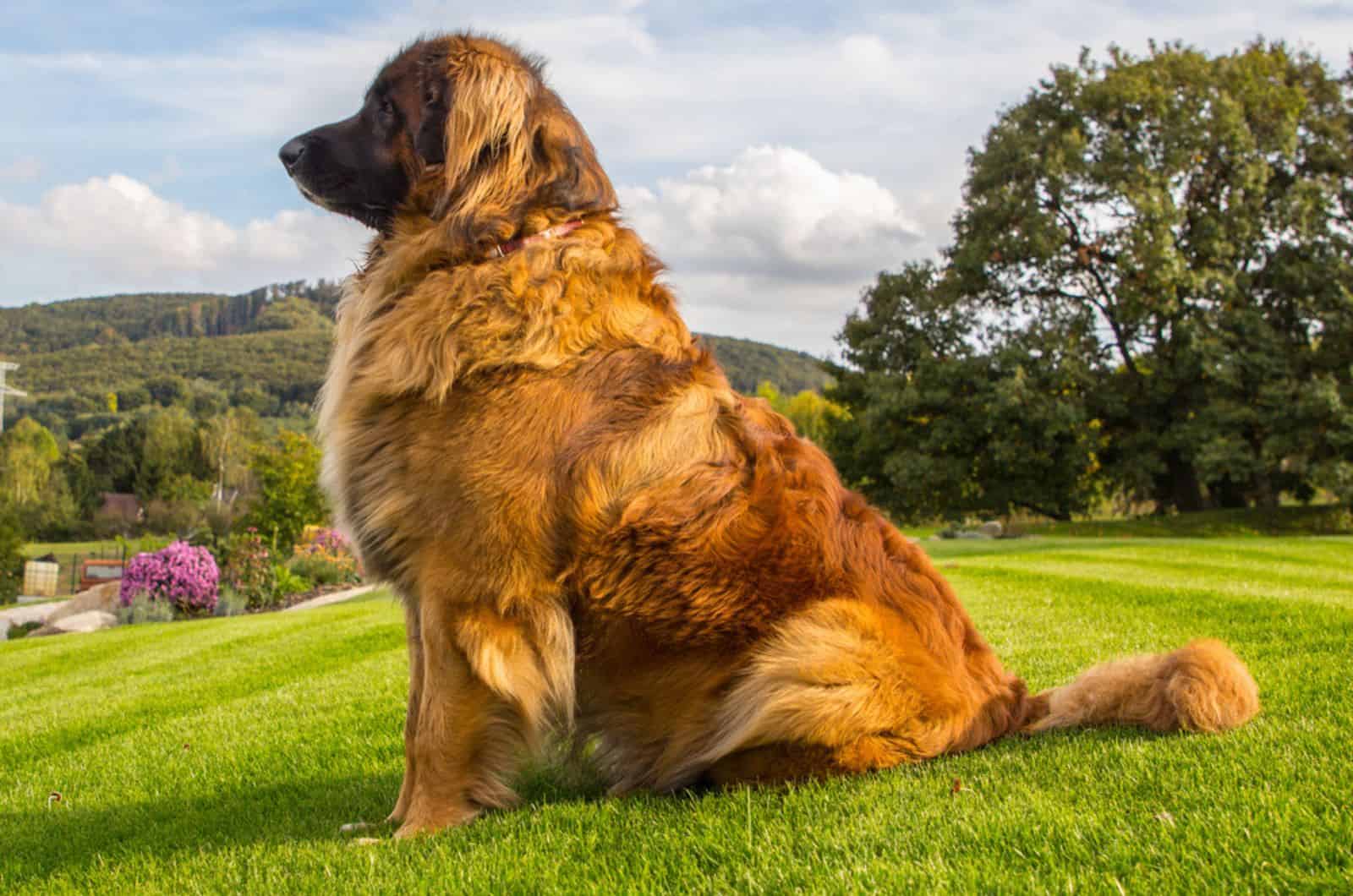 hermoso perro leonberger sentado en el césped