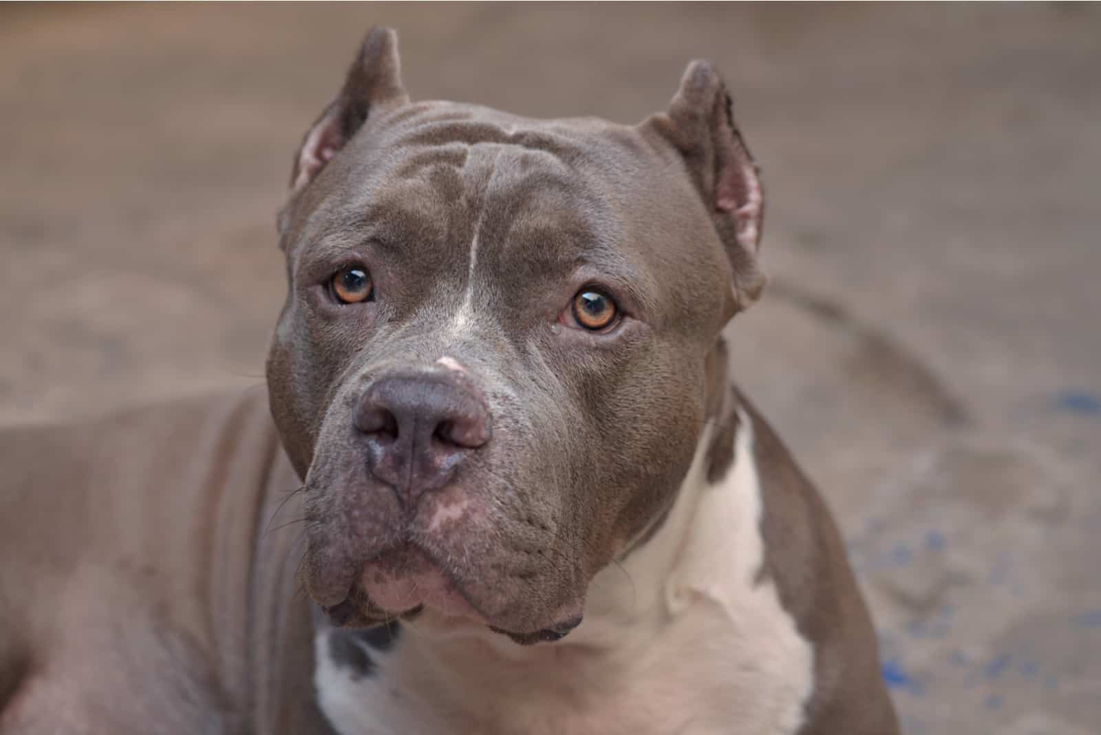 hermoso perro pitbull al aire libre