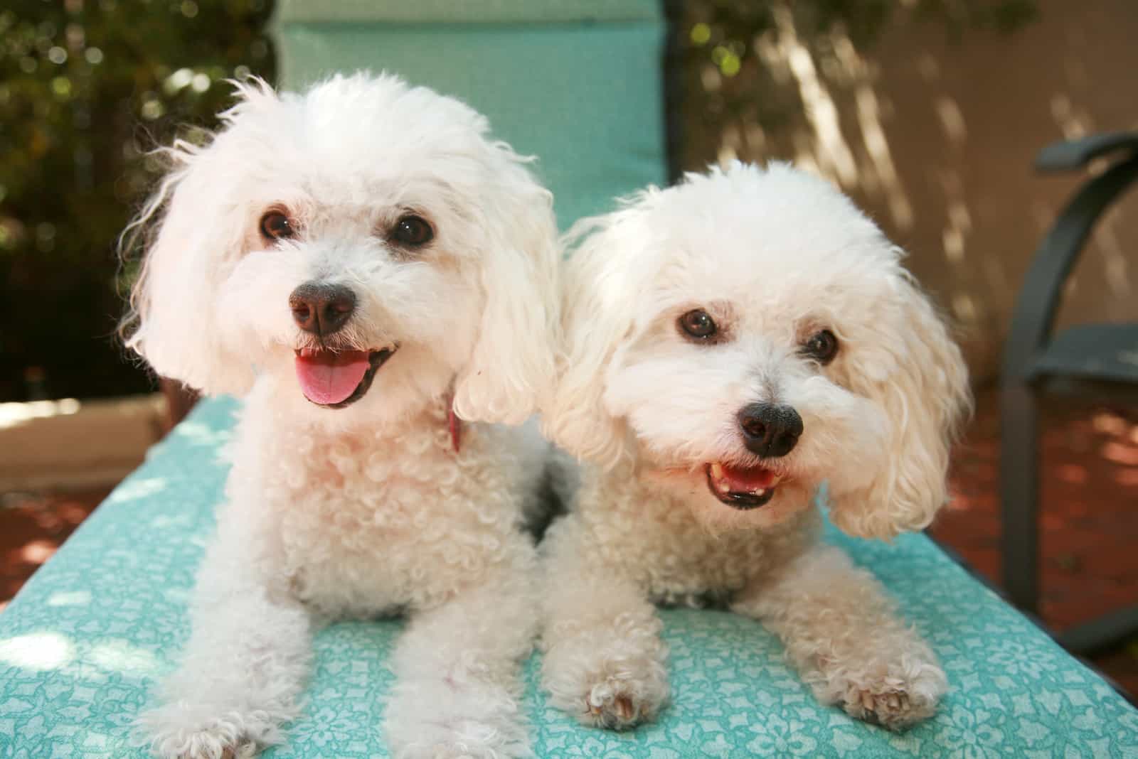 hermosos perros bichón frisé de raza pura