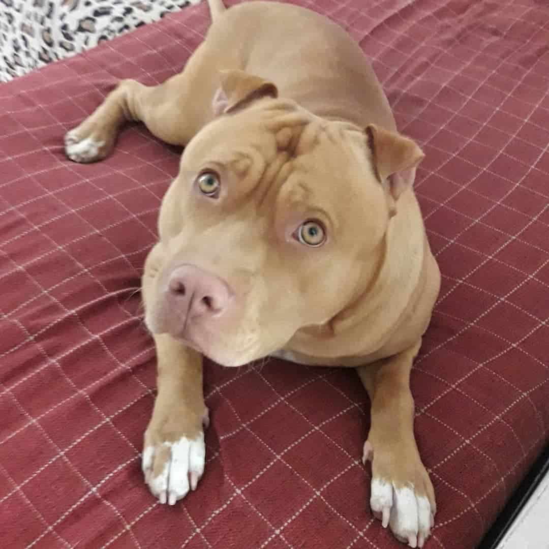 hermoso sharpull terrier acostado