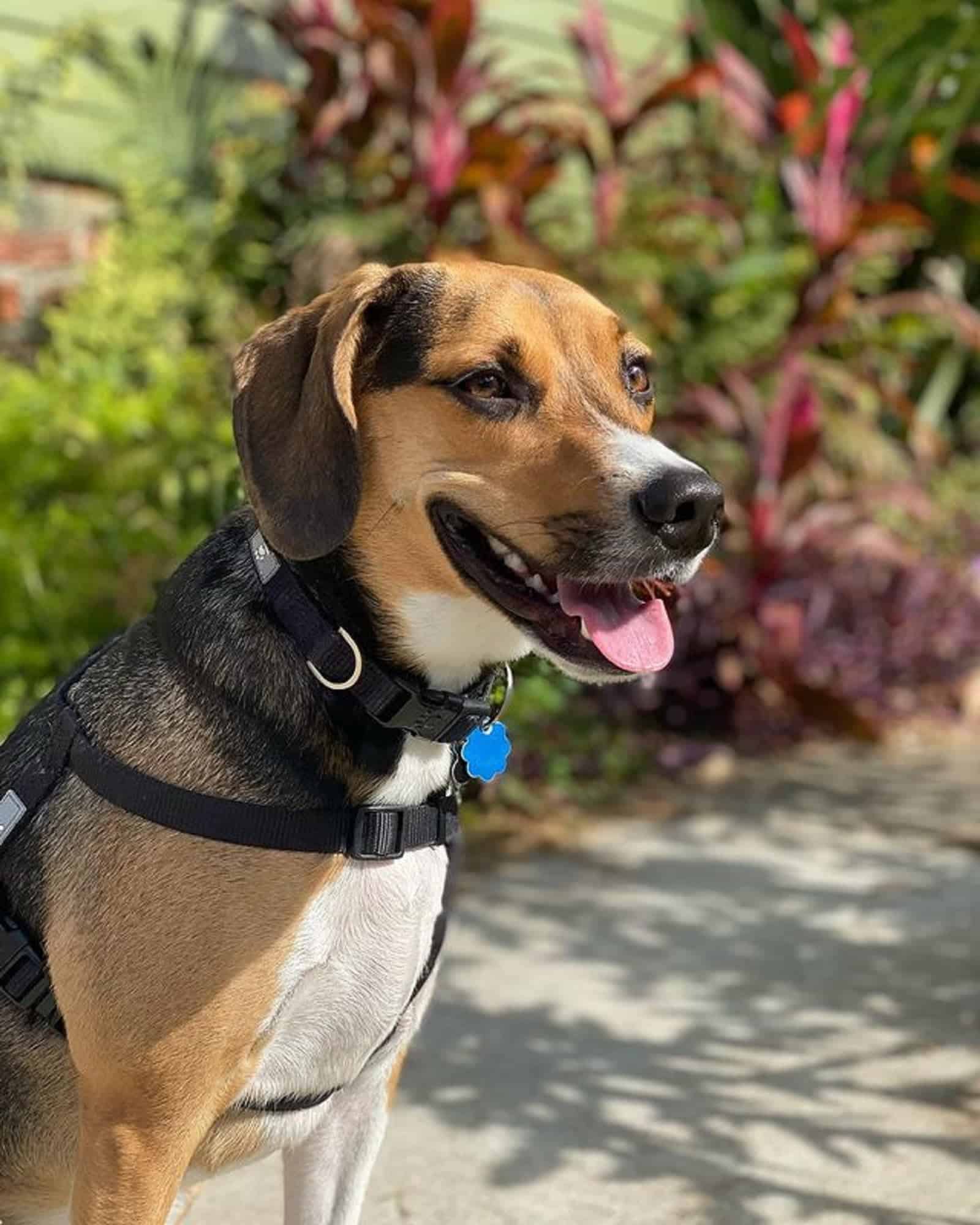 hermoso treeing walker coonhound beagle en el jardín
