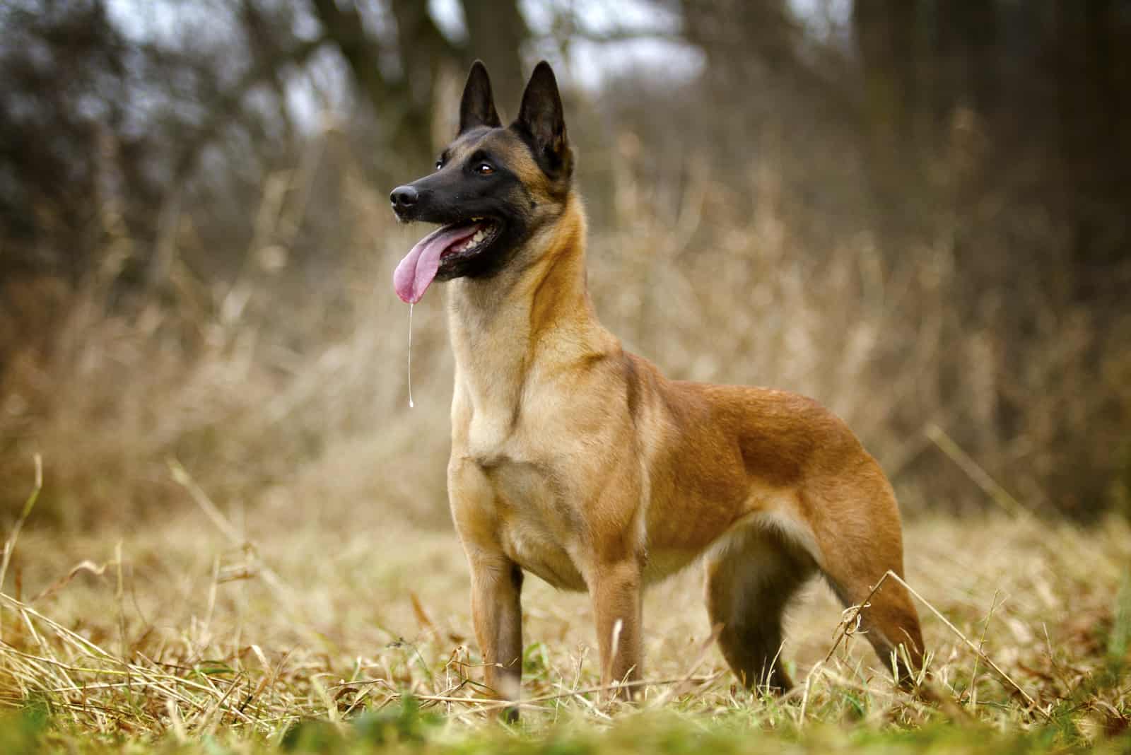 Perro Malinois belga de pie en la naturaleza