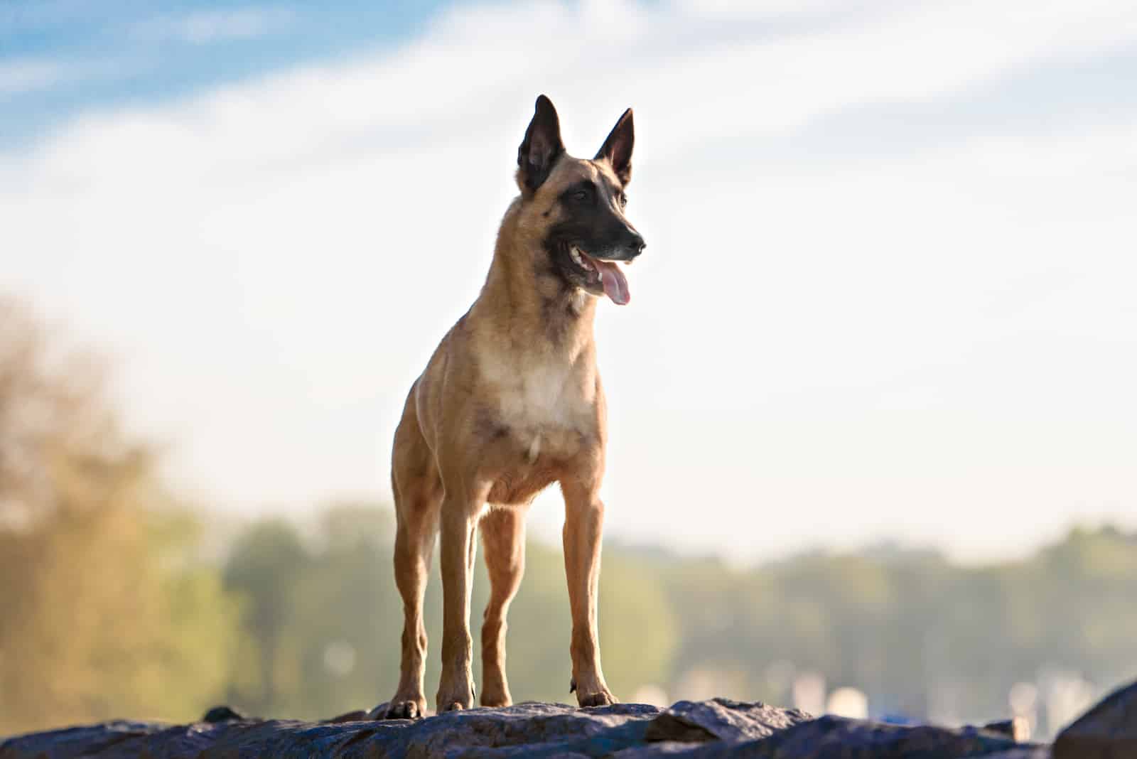 Perro Malinois belga de pie al aire libre