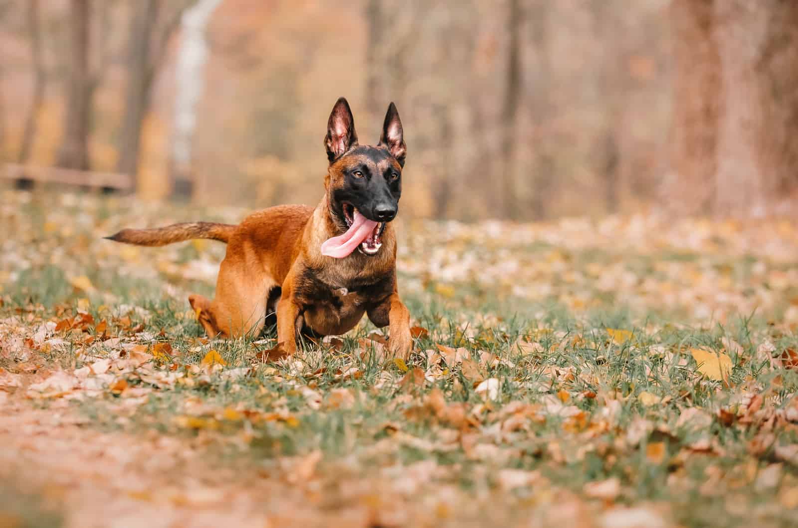 malinois belga en un bosque