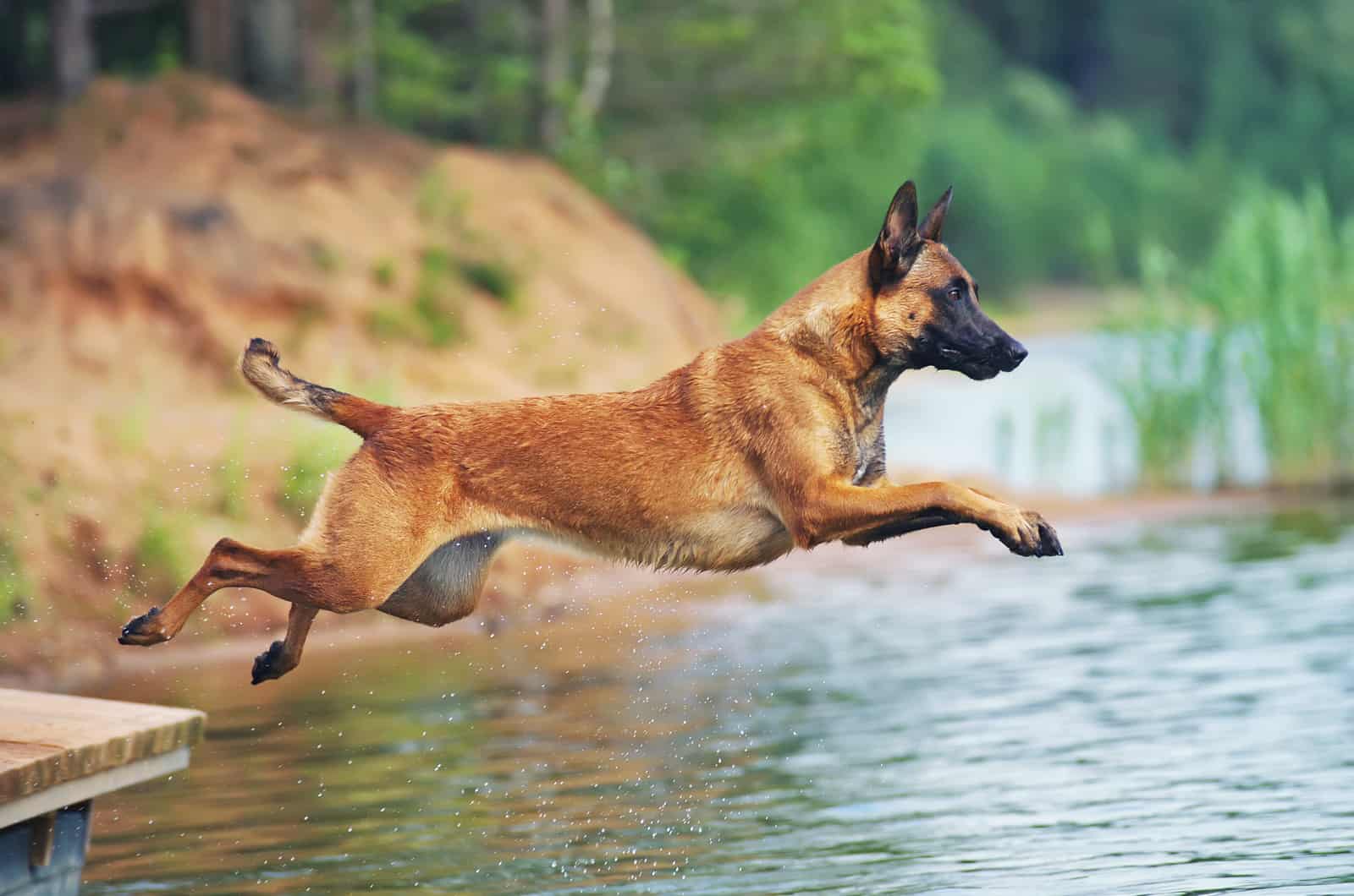 malinois belga saltando en el agua