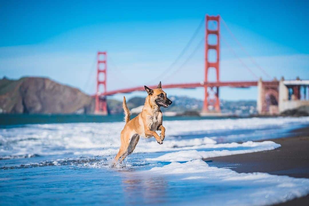 malinois belga fotografiado con el puente golden gate de fondo