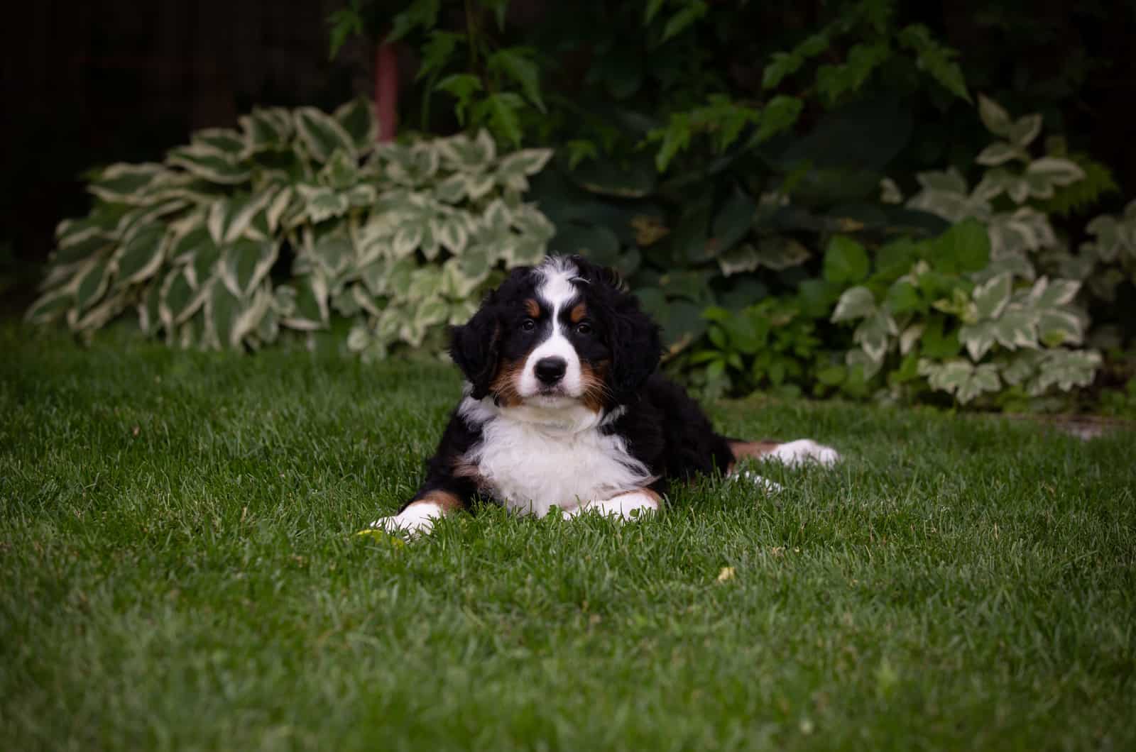 bernedoodle en césped verde