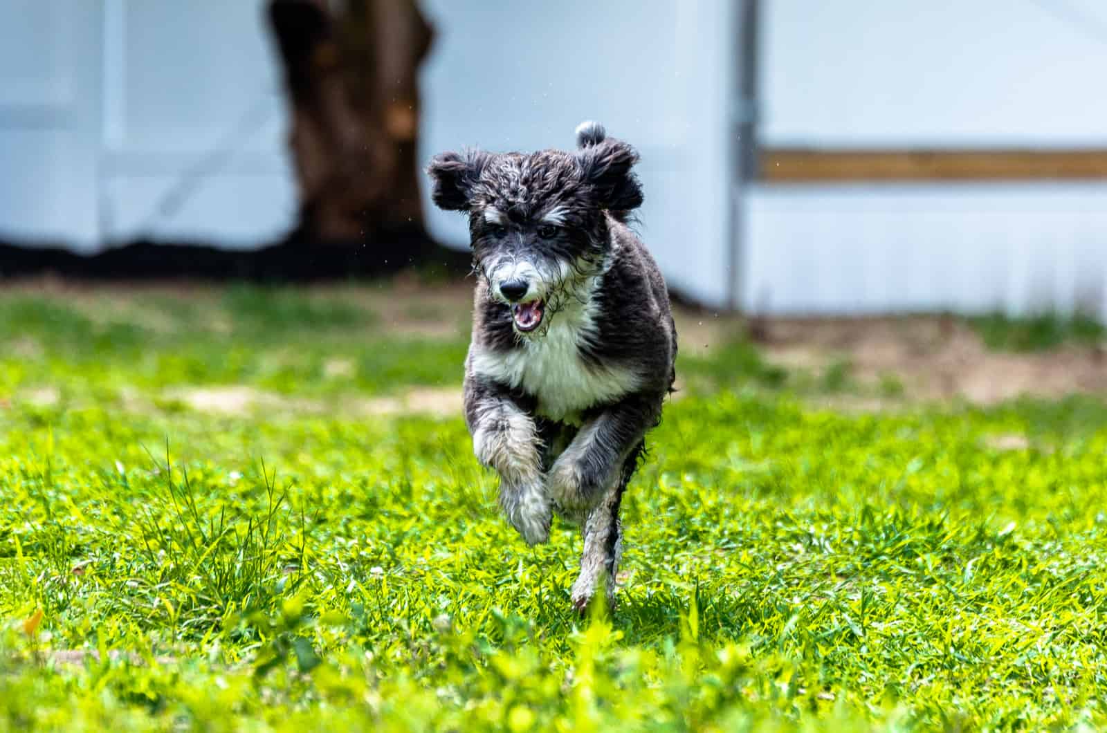 bernedoodle corriendo