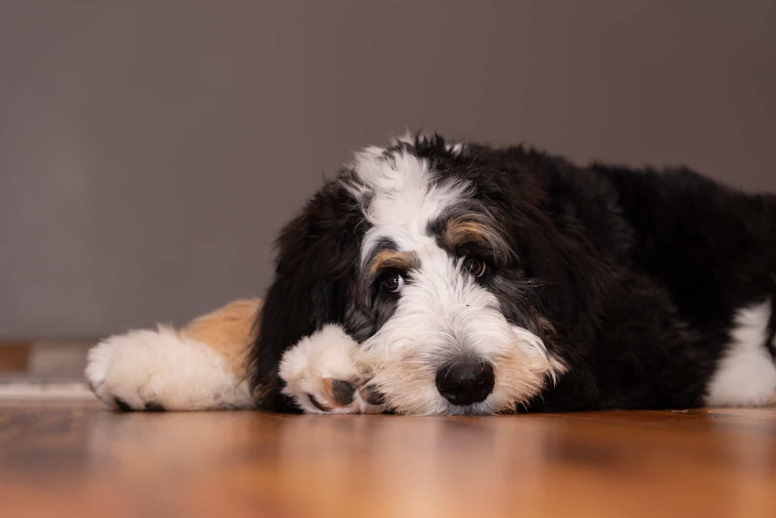 bernedoodle pensando en el suelo