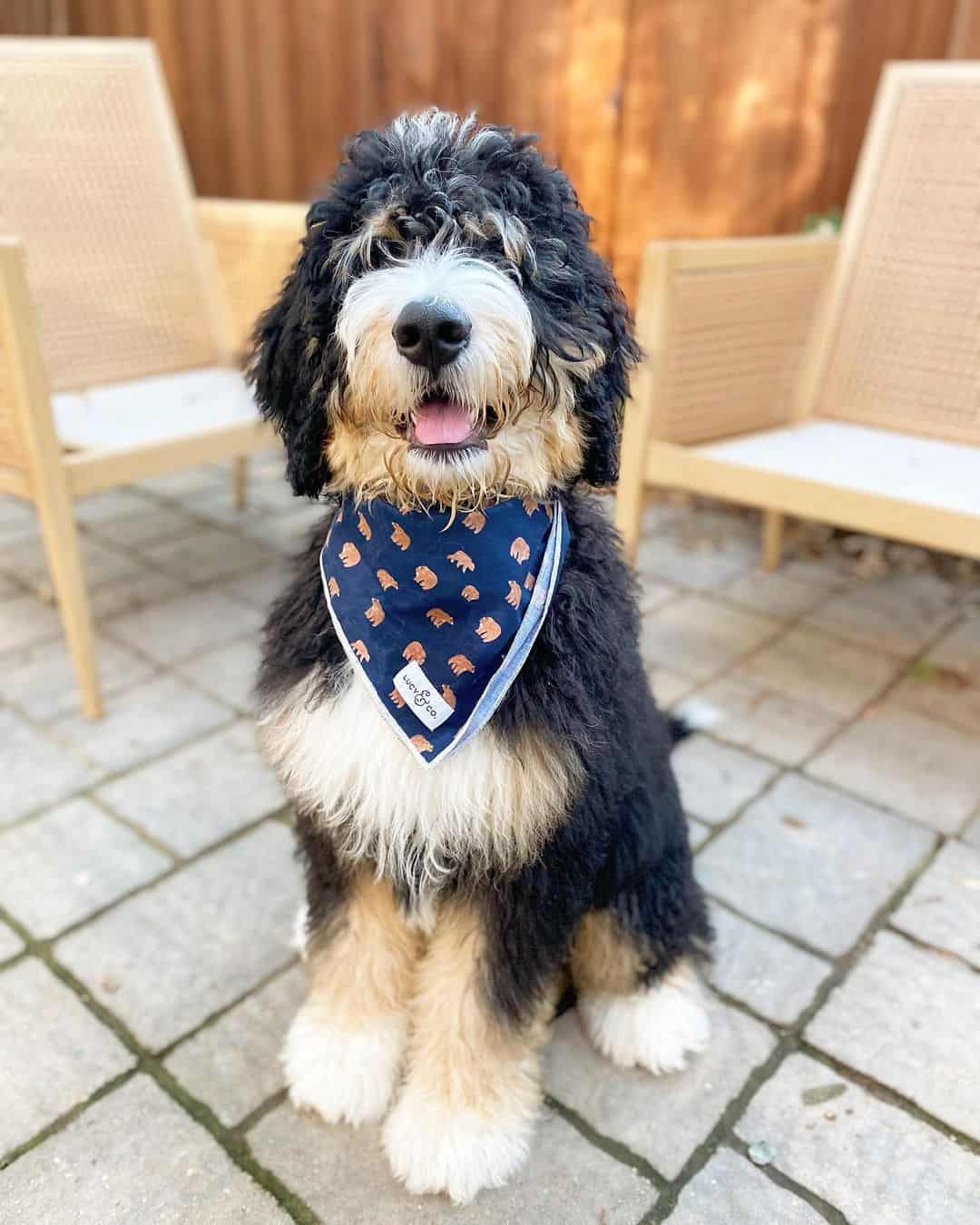 bernedoodle con un pañuelo