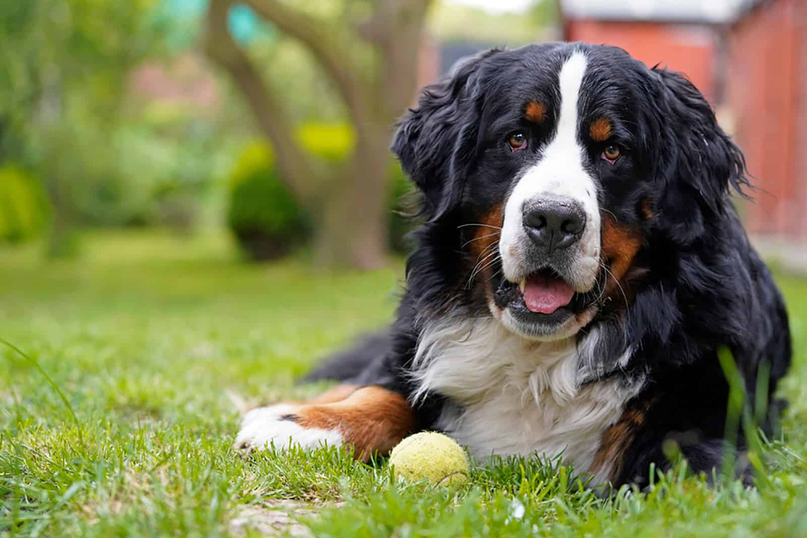 perro de montaña bernese acostado en la hierba