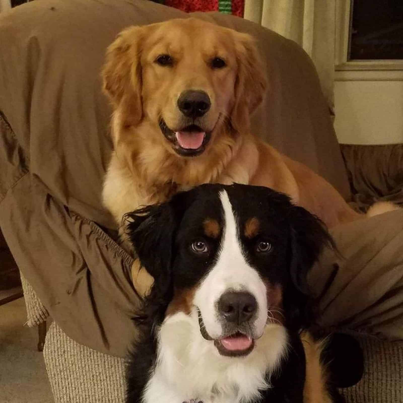 perro de montaña de Bernese y Golden Retriever sentados en la sala de estar