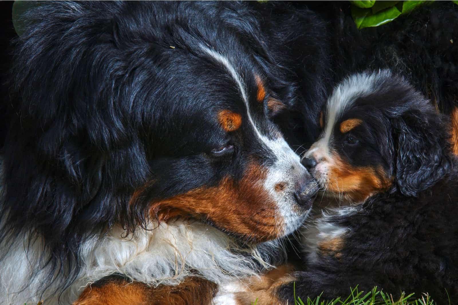 Perro de montaña de Berna y cachorro