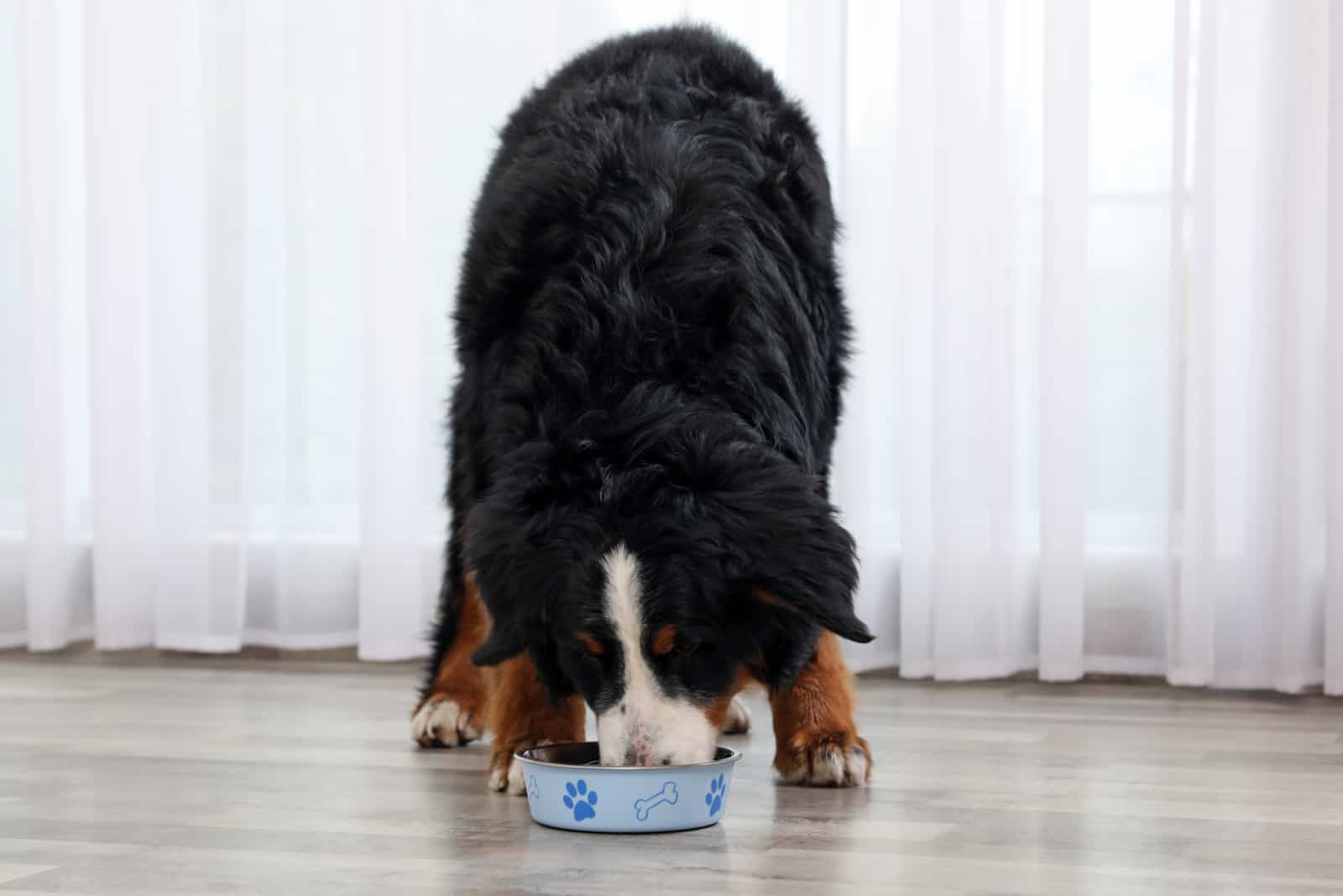 perro de montaña bernés comiendo de un tazón