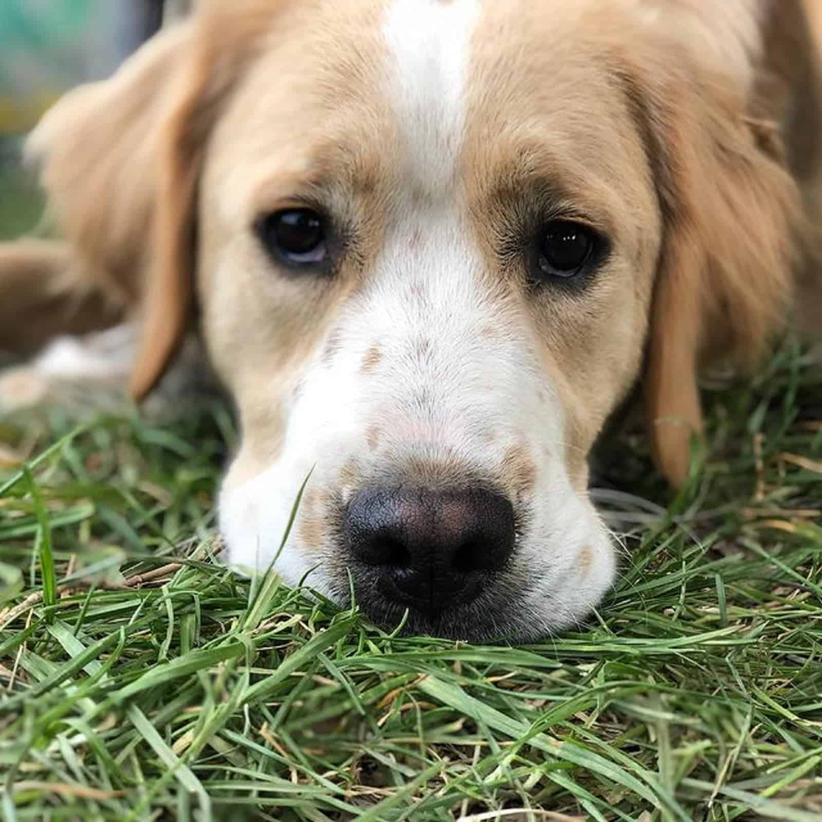 perro de montaña de Bernese y Golden Retriever acostado sobre el césped