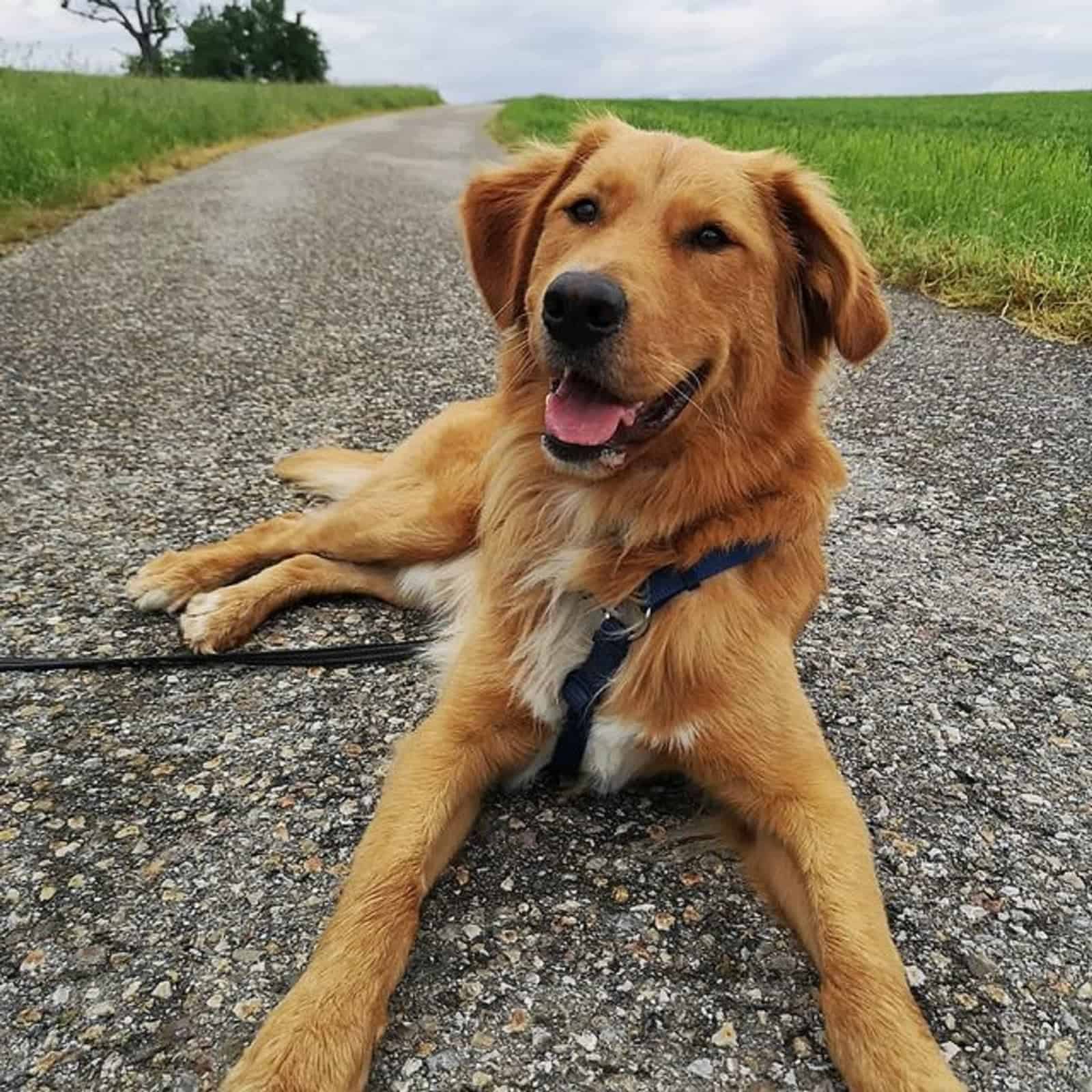 mezcla de perro de montaña de Bernese y Golden Retriever acostado en el camino