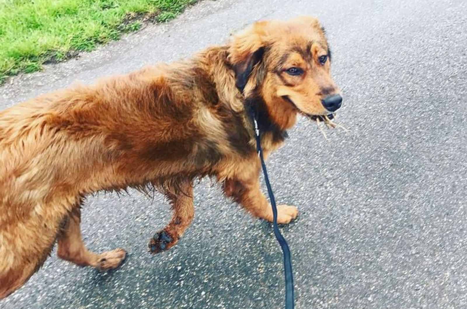perro de montaña de Bernese y Golden Retriever con correa caminando en la naturaleza
