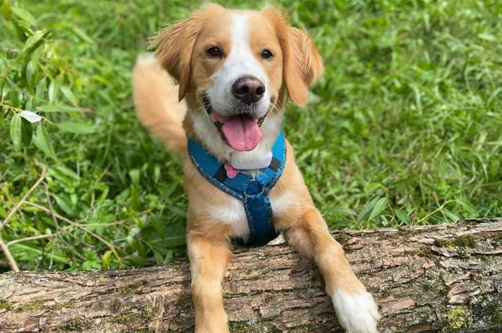 mezcla de perro de montaña de Bernese y Golden Retriever en la naturaleza