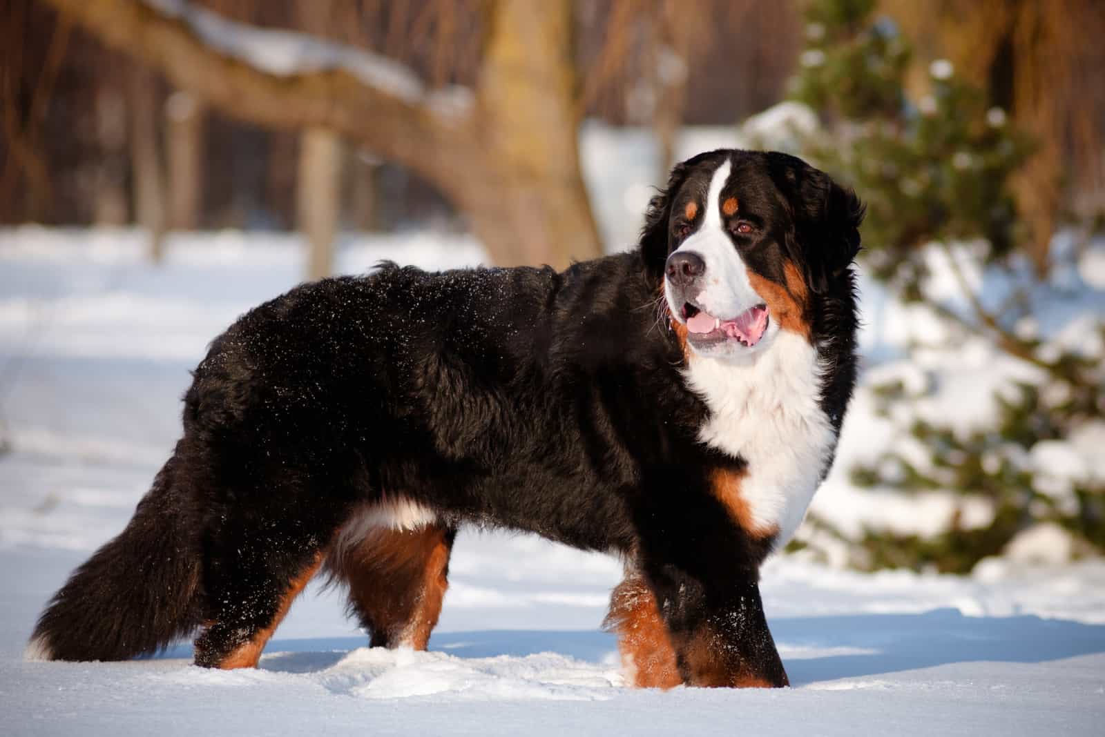 Perro de montaña de Berna en la nieve