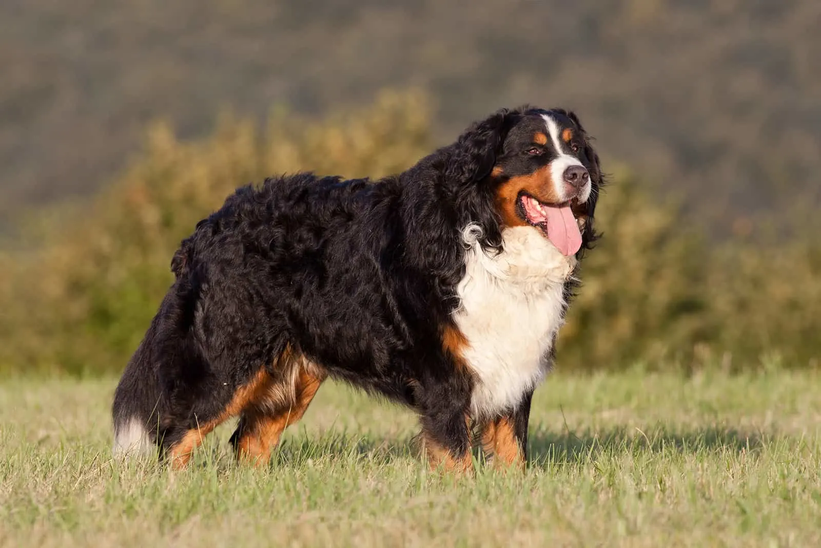 perro de montaña bernés de pie en el césped