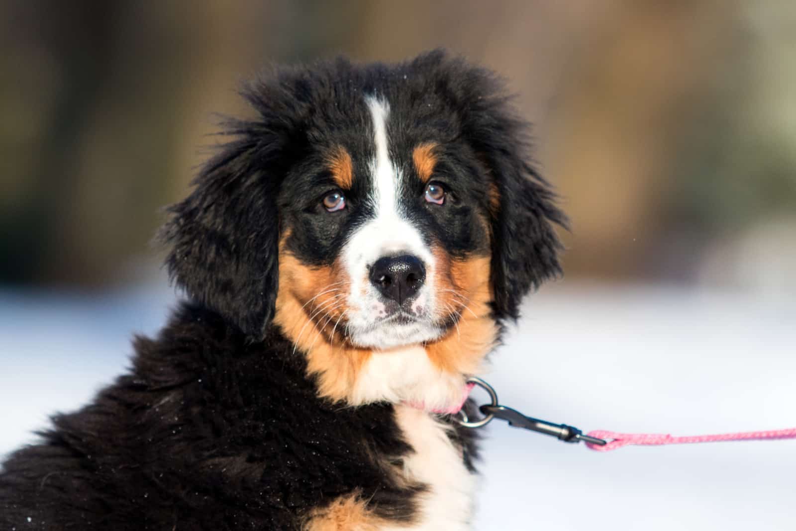 Cachorro de montaña de Berna con correa