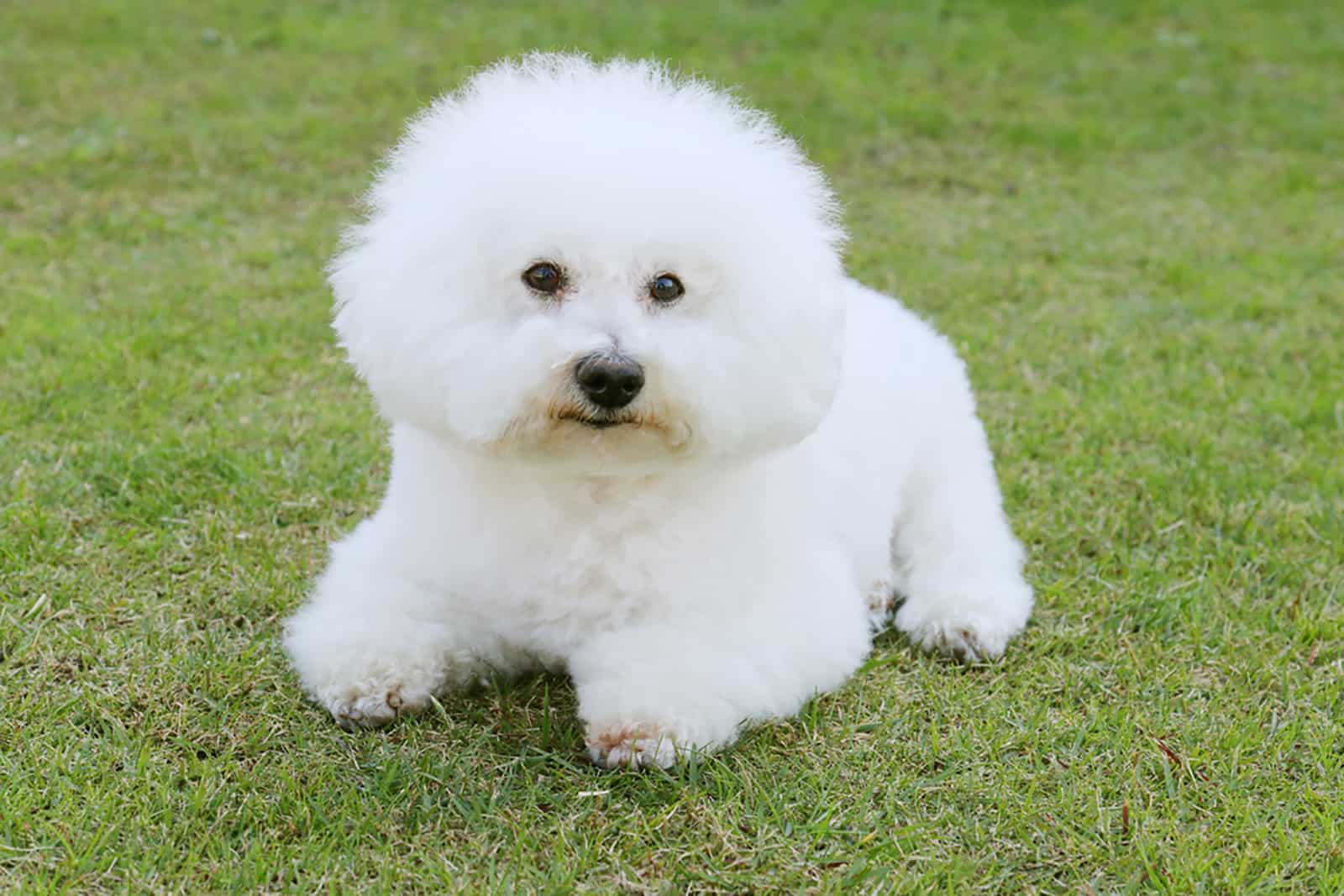 bichón frisé sentado en el césped