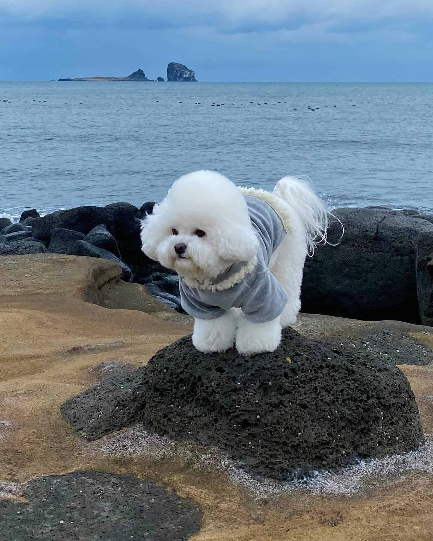 bichón frisé en la playa