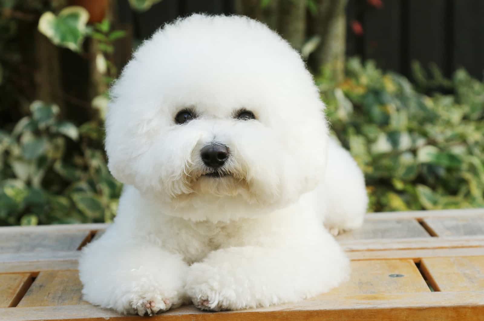 perro bichon frisé