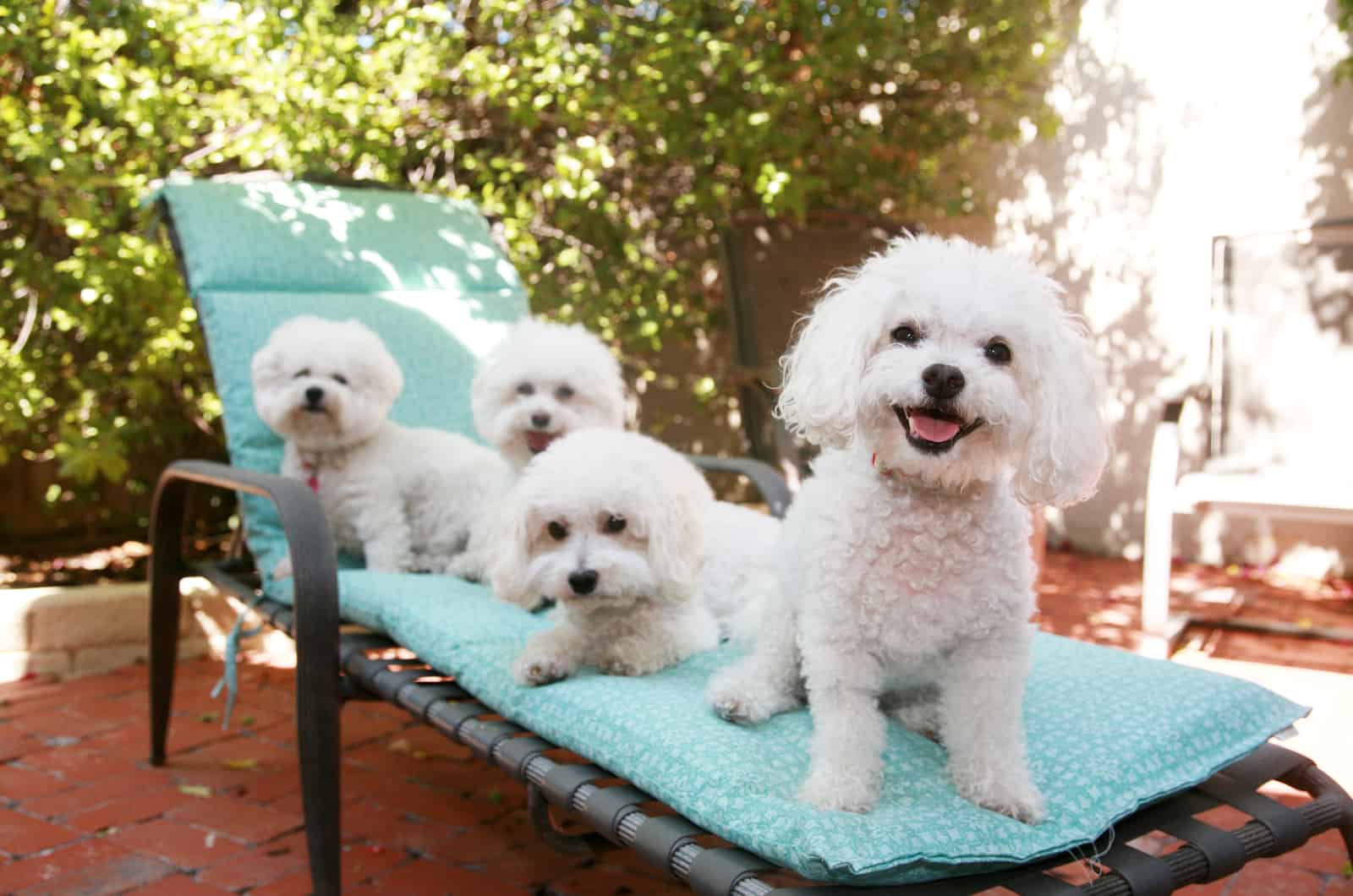 perros bichon frisé descansando en una silla