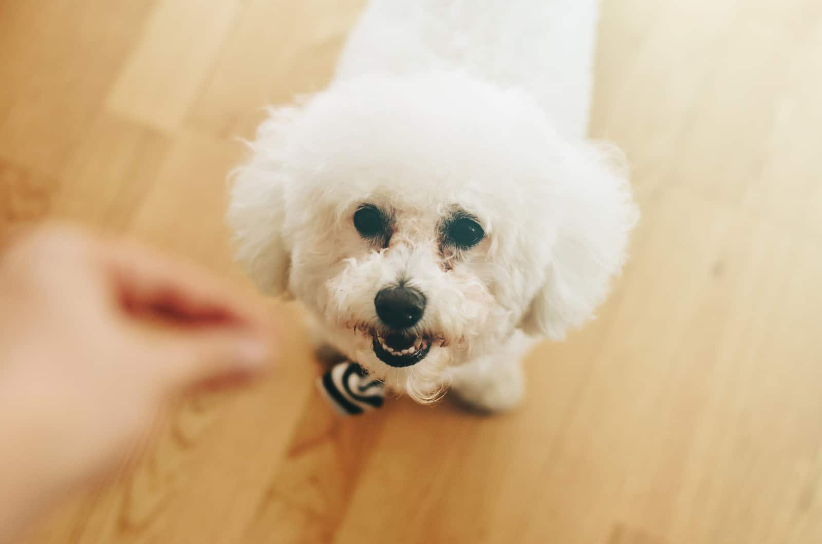 bichon frisé recibiendo un bocadillo