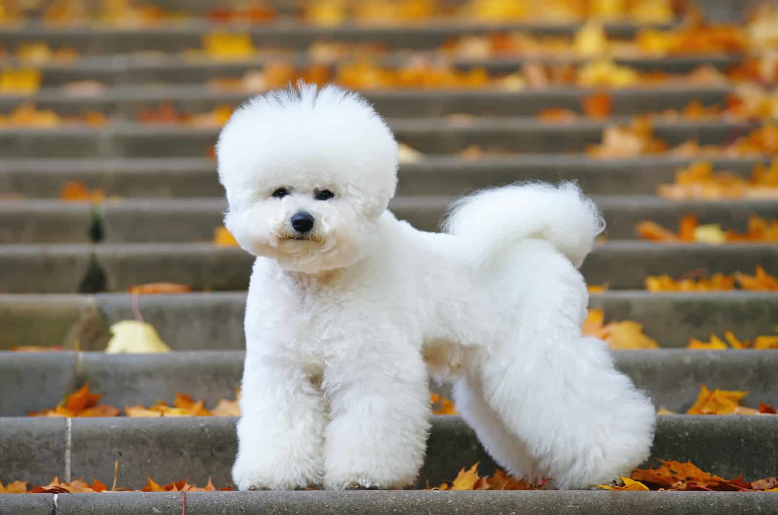 bichón frisé en las escaleras